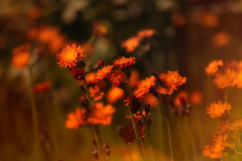 Dreamy Botanicals